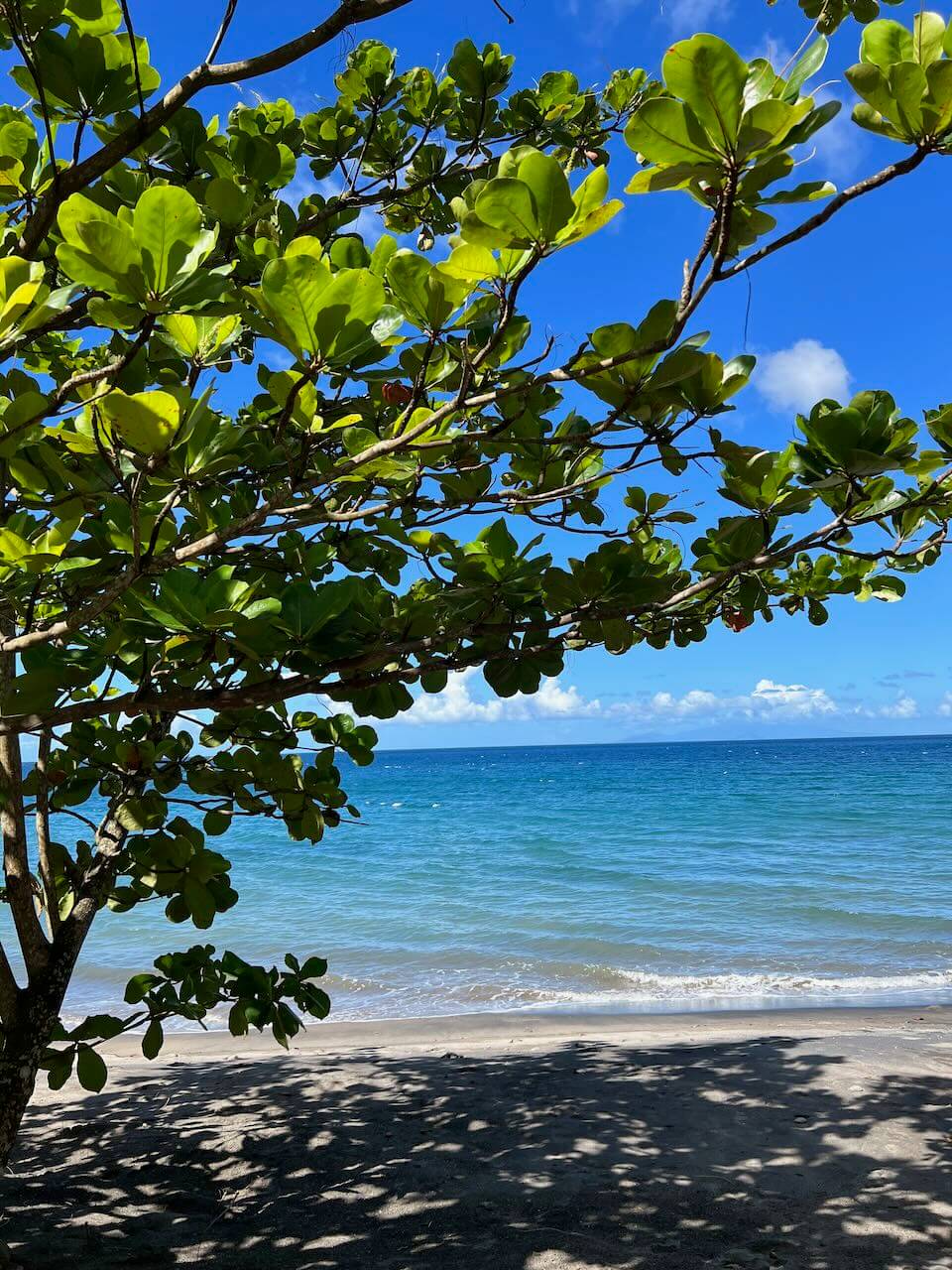 clear water beach in dominica at secret bay