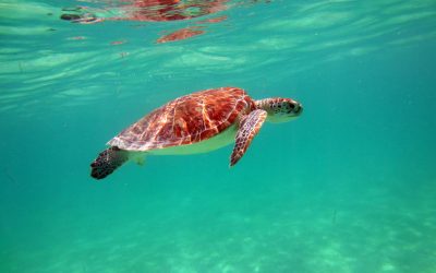 Where to Find the Best Snorkeling in the Caribbean